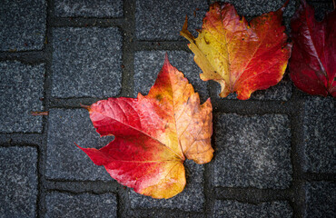 red maple leaf on the ground