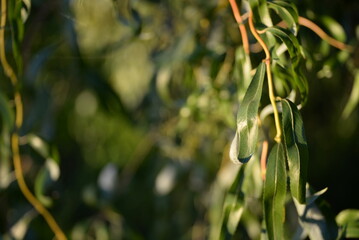 background of long leaves of willow branches, twisted yellow willow branches close-up, green tree background, curved trunk, branches and twisted narrow leaves, decorative shape