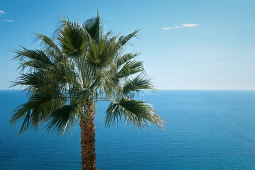 A palm tree against blue sky and sea, Italian coast travel destination. Italy