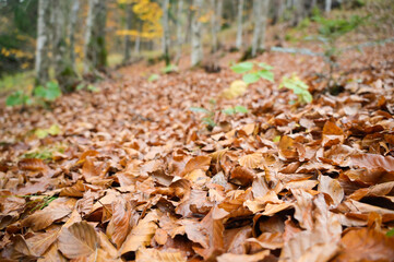 leaves in autumn inside the forest during the foliage