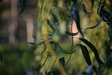 background of long leaves of willow branches, twisted yellow willow branches close-up, green tree background, curved trunk, branches and twisted narrow leaves, decorative shape