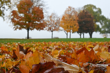 A field full of fallen leaves with multicolored trees in the background.