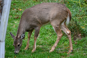 A white-tailed deer grazes in a field in fall.