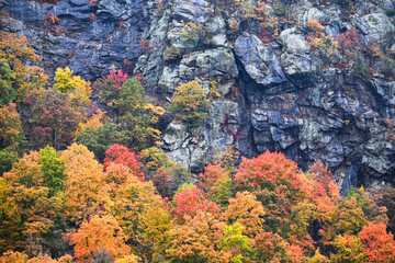 A cliff face rises behind trees of orange, red, yellow and green during peak foliage season.