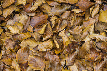 leaves in autumn inside the forest during the foliage