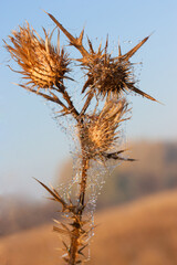   Dried milk thistle