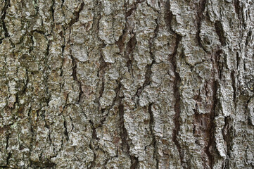 background of the bark of a tree