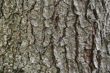 Fototapeta premium background of the bark of a tree