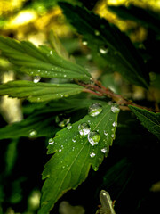gouttes de pluies sur des feuilles