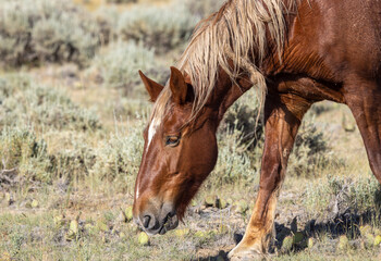 Naklejka na ściany i meble Majestic Wild Horse in the Wyoming Desert in Summer