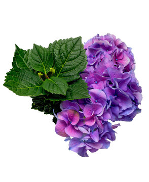 Violet pink hydrangea flower on leaves background, top view, png file
