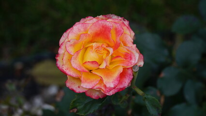 Red rose big and magnificent. Mature rose closeup.
