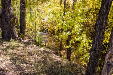 Nature on Santa Fe River