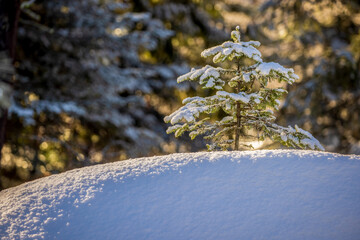Small Evergreen in Snow