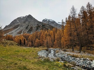 larks forest in sertig thal in davos switzerland. Hiking in the canton of Grisons. Beautiful autumn mountain landscape. High quality photo
