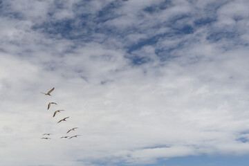 Squadron flock of nine Brown Pelicans flying in a V formation along the Atlantic Ocean shoreline under a sunny sky with white clouds