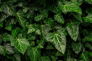 background of lush green ivy leaves Green ivy leaves with white veins growing on a bush climbing on a wall. Evergreen plant wall. A green ivy leaves - climbing or ground-creeping woody plant. pattern.