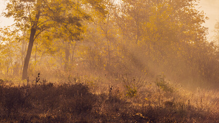 Fototapeta premium Early morning landscape. sun rays piercing through the trees on forest mist Autumn.