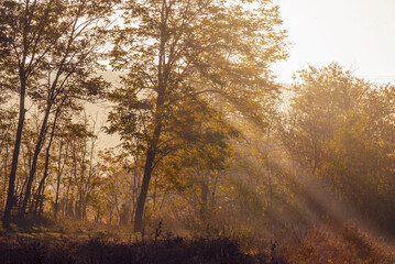 Early morning landscape. sun rays piercing through the trees on forest mist Autumn.