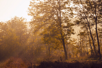 Early morning landscape. sun rays piercing through the trees on forest mist Autumn.