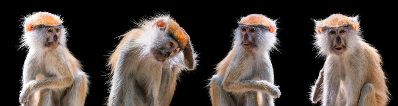 Portrait of a monkey on a black background. Common patas monkey ,Erythrocebus patas, isolated on black background. Funny African monkey patas