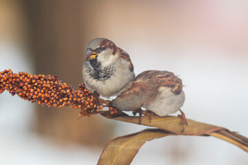 sparrow eat seeds in winter
