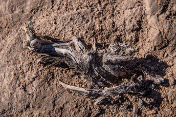 deadwood on the ground in the desert