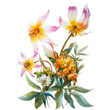 Erythronium,snowdrops, handmade, Colorful floral collection with watercolor, bouquet spring flowers.