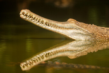Close up crocodile head in river of danger nature animals