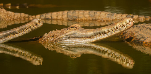 Close up crocodile head in river of danger nature animals