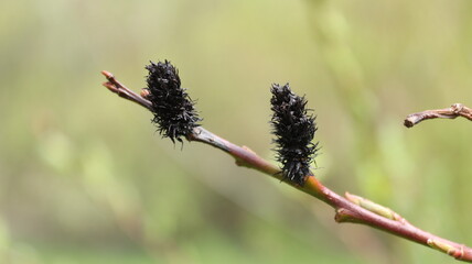 An unusual flower of the Japanese black-flowered willow.