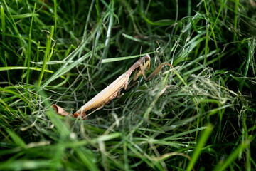 Insect praying mantis sits in lush, green grass