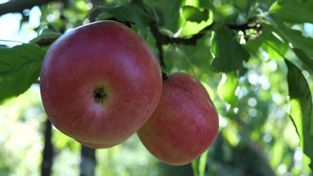 An apple tree with red apples closes at sunset. A red apple grows on a branch. 