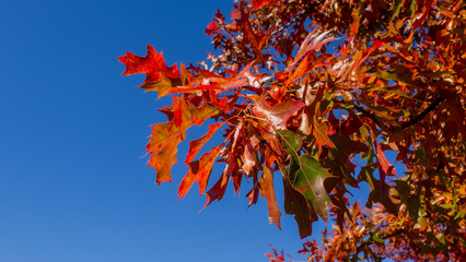 autumn leaves against sky
