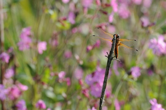 Broad-bodied chaser (Libellula depressa) dragonfly on a plant with flowers in the blurred background