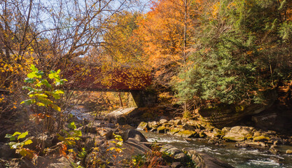 autumn in the forest