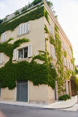 The Green Creeper Plant on a wall of house. Background. High quality photo