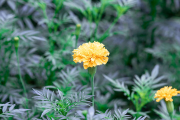 Marigold flower