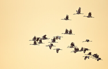 Sandhill cranes fly through the autumn skies during migration south