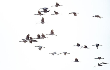 Sandhill cranes fly through the autumn skies during migration south