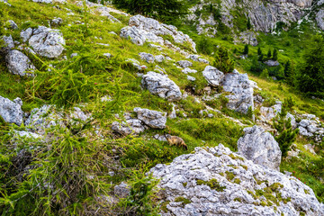 Alpine marmots wandering through rock garden in the evening in the dolomites. Falzarego pass, Dolomites, South Tirol, Italy, Europe.
