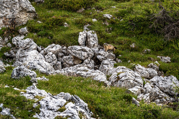 Alpine marmots wandering through rock garden in the evening in the dolomites. Falzarego pass, Dolomites, South Tirol, Italy, Europe.