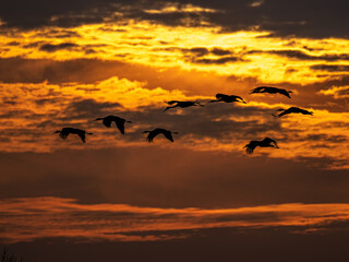 Sandhill cranes fly beneath dramatic sunset lit clouds on migration