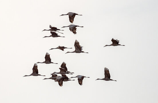 Sandhill cranes fly through the autumn skies during migration south