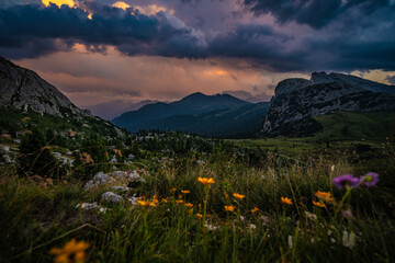 Beautiful flowers in the mountain landscape of Rifugio Passo Valparola at thundery sunset. Falzarego pass, Dolomites, South Tirol, Italy, Europe.