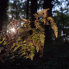 la natura in autunno ai Pratoni del vivaro, nei pressi di Roma