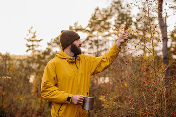 Survival in the wild. A man collects rose hips in the forest.
