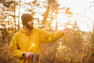 Survival in the wild. A man collects rose hips in the forest.