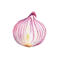 Hand drawn watercolor onion isolated on white background