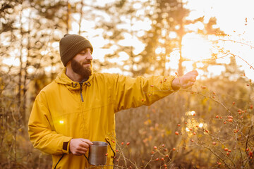 Survival in the wild. A man collects rose hips in the forest.